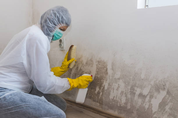 Best Residential Mold Removal  in Opelousas, LA