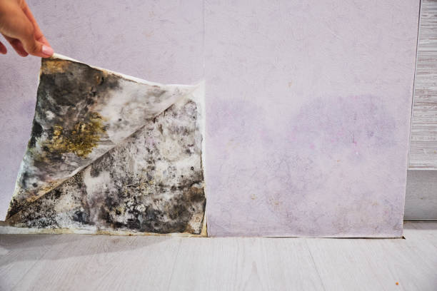 Best Certified Mold Removal  in Opelousas, LA